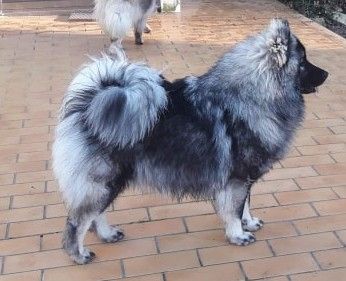 Les Eurasier de l'affixe du Moulin de CLEMENCEY