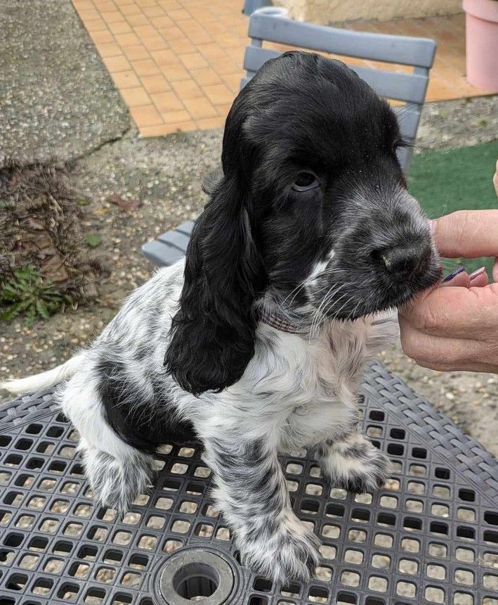 du Moulin de CLEMENCEY - Chiot disponible  - Cocker Spaniel Anglais