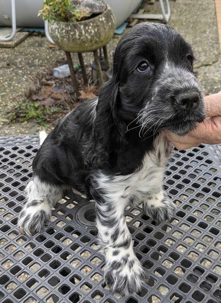 du Moulin de CLEMENCEY - Chiot disponible  - Cocker Spaniel Anglais