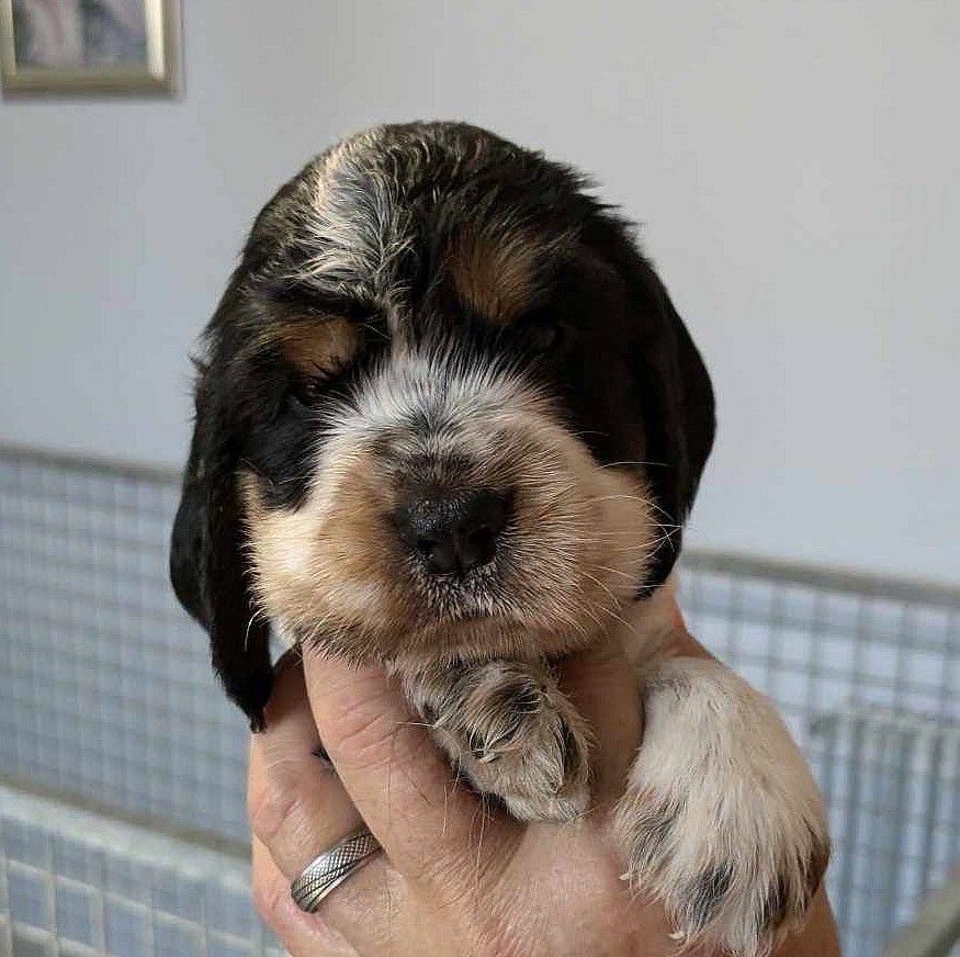 du Moulin de CLEMENCEY - Chiot disponible  - Cocker Spaniel Anglais