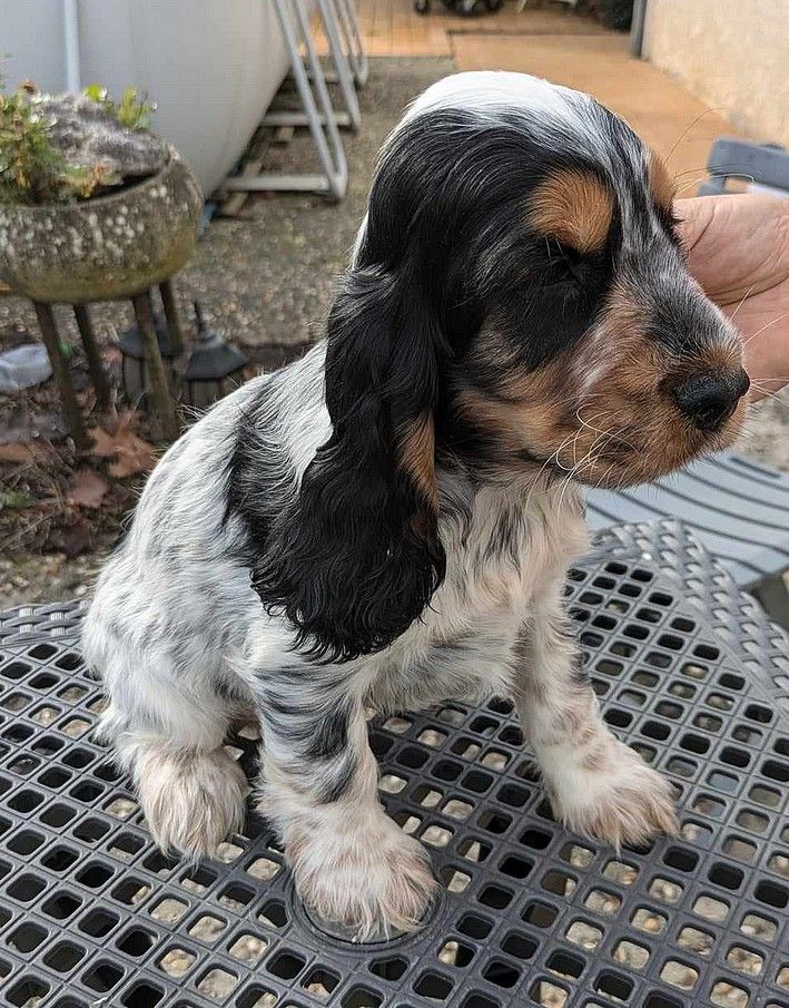 du Moulin de CLEMENCEY - Chiot disponible  - Cocker Spaniel Anglais