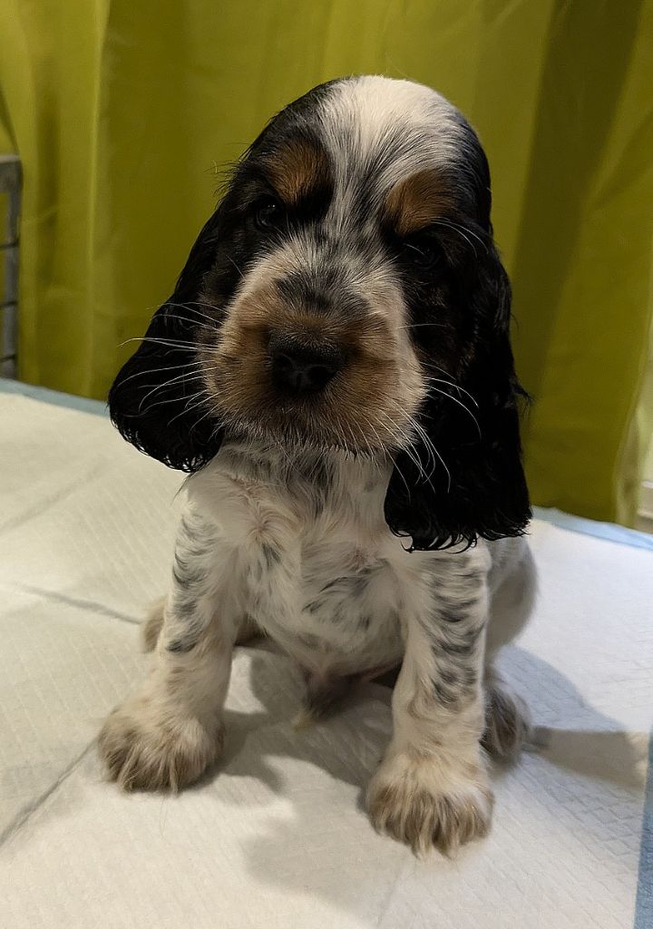 du Moulin de CLEMENCEY - Chiot disponible  - Cocker Spaniel Anglais