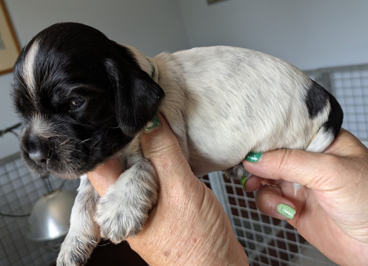 du Moulin de CLEMENCEY - Chiots disponibles - Cocker Spaniel Anglais