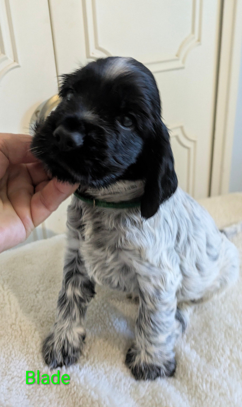 du Moulin de CLEMENCEY - Chiots disponibles - Cocker Spaniel Anglais