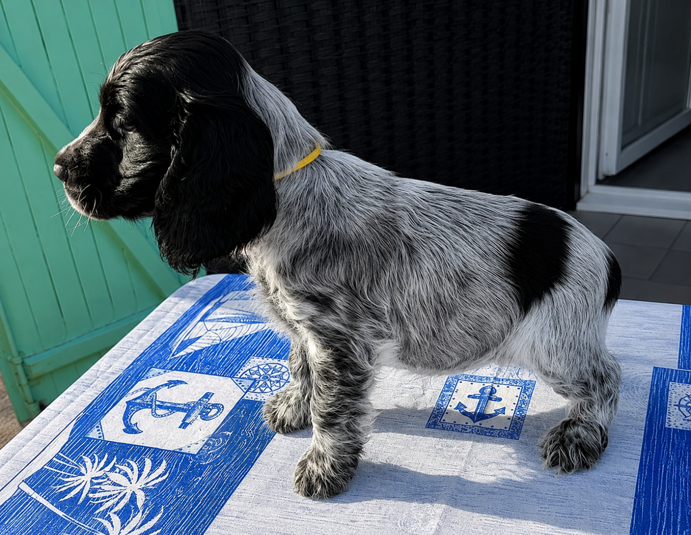 du Moulin de CLEMENCEY - Chiots disponibles - Cocker Spaniel Anglais