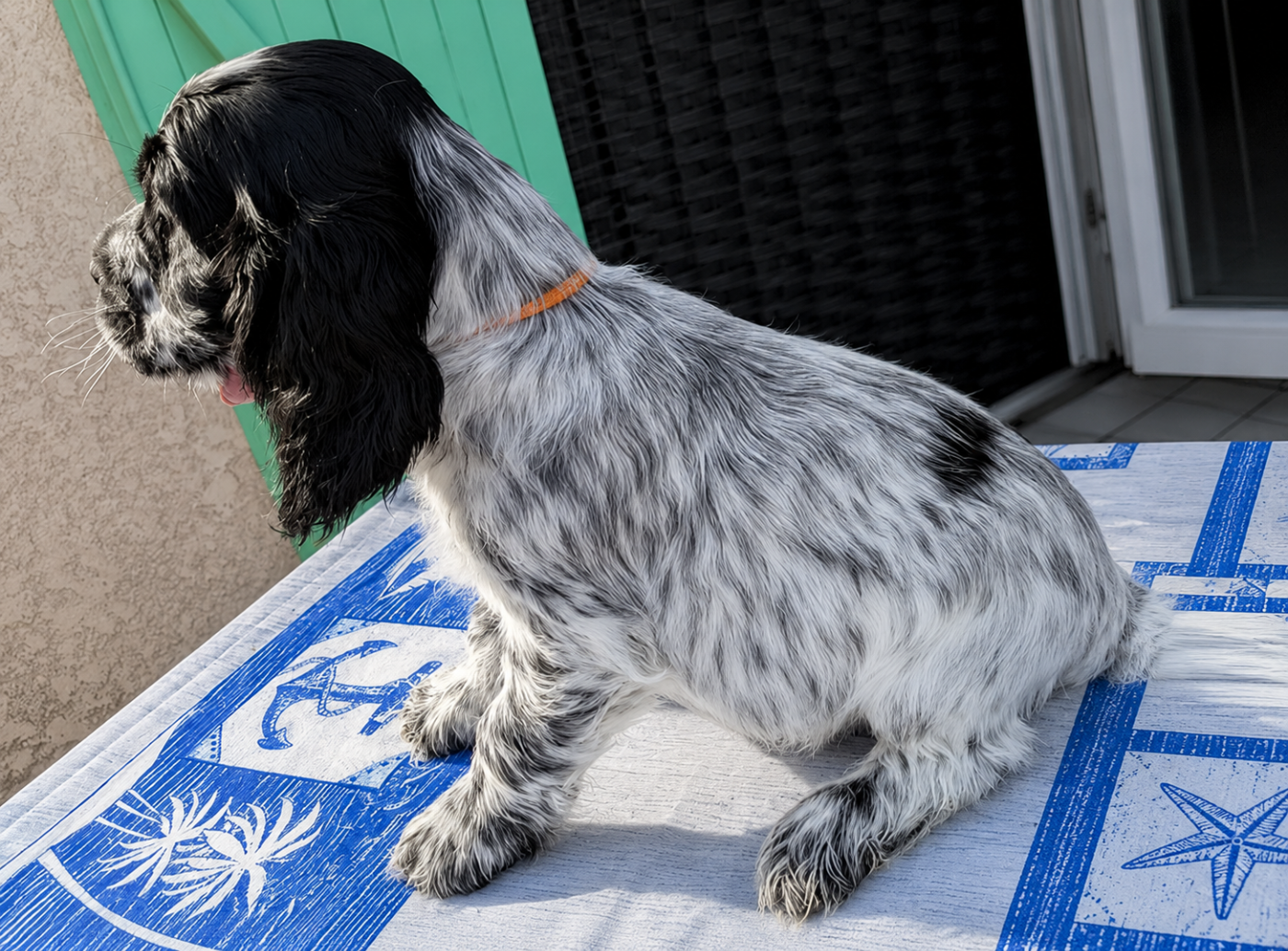 du Moulin de CLEMENCEY - Chiots disponibles - Cocker Spaniel Anglais