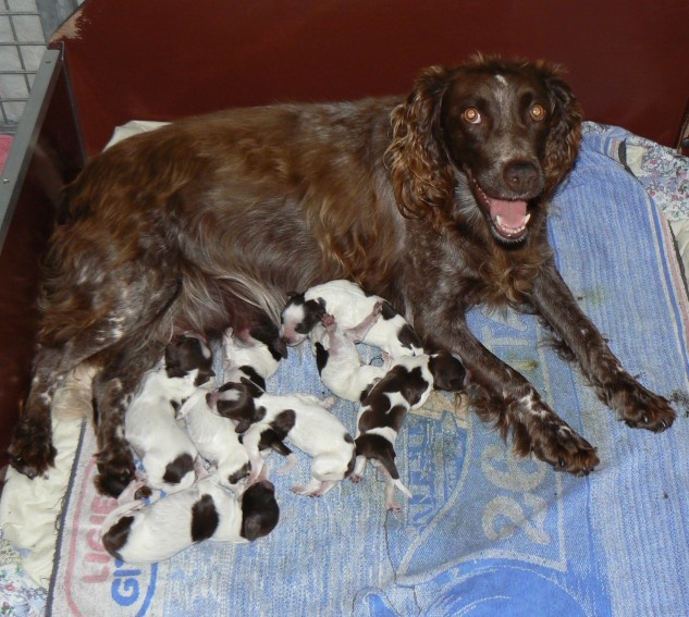 Chiot Epagneul de Saint Usuge du Moulin de CLEMENCEY